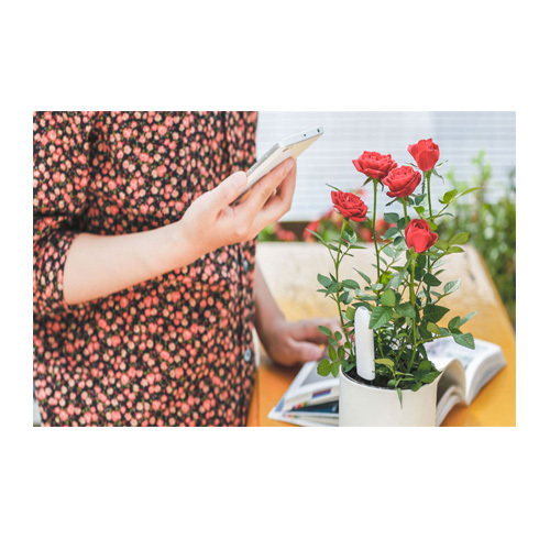 Xiaomi SmartFlower and Plant Monitor White